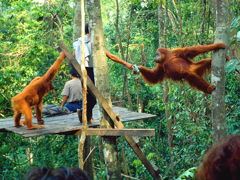 Bukit Lawang Wisata Alam Dan Kawasan Konservasi Orang Utan Backpacker