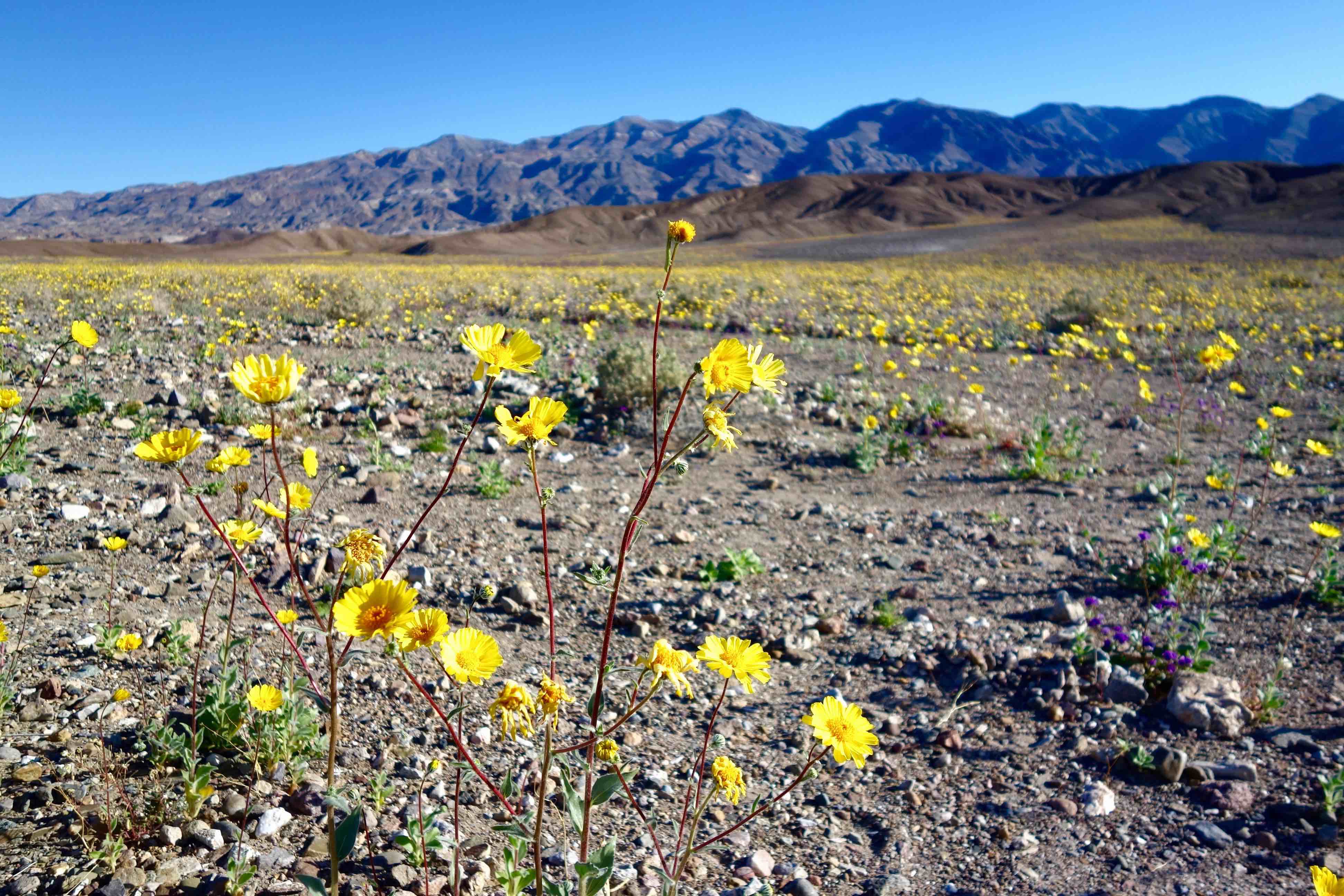 Death Valley super bloom Backpacking Light