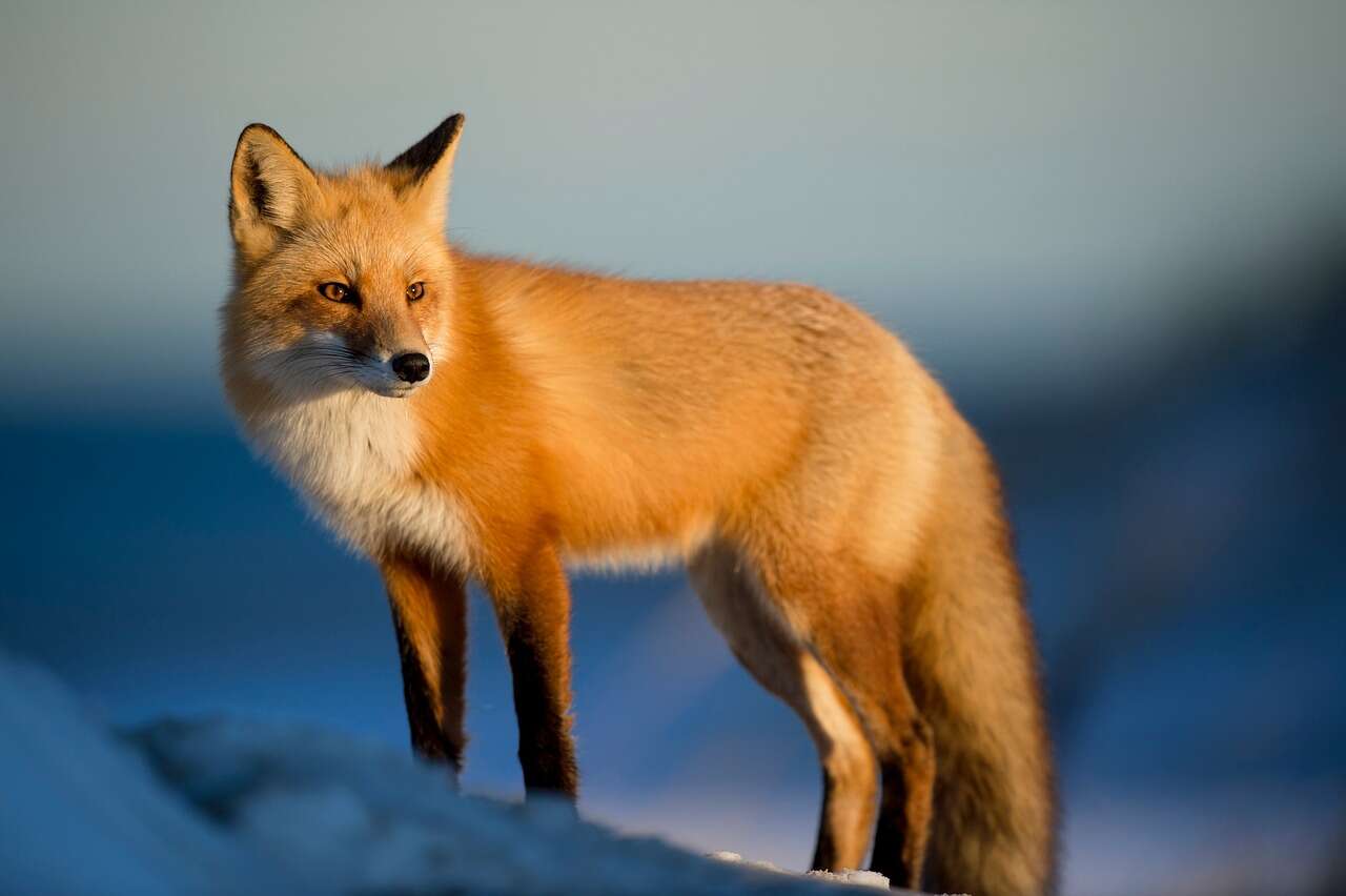 15 Fun Facts About Foxes Backpackingman