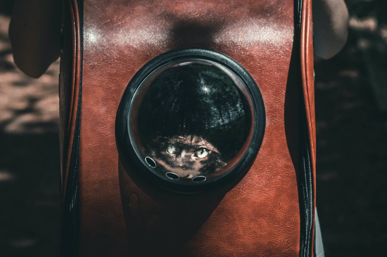 What Is the Best Cat Backpack? Backpacks Global