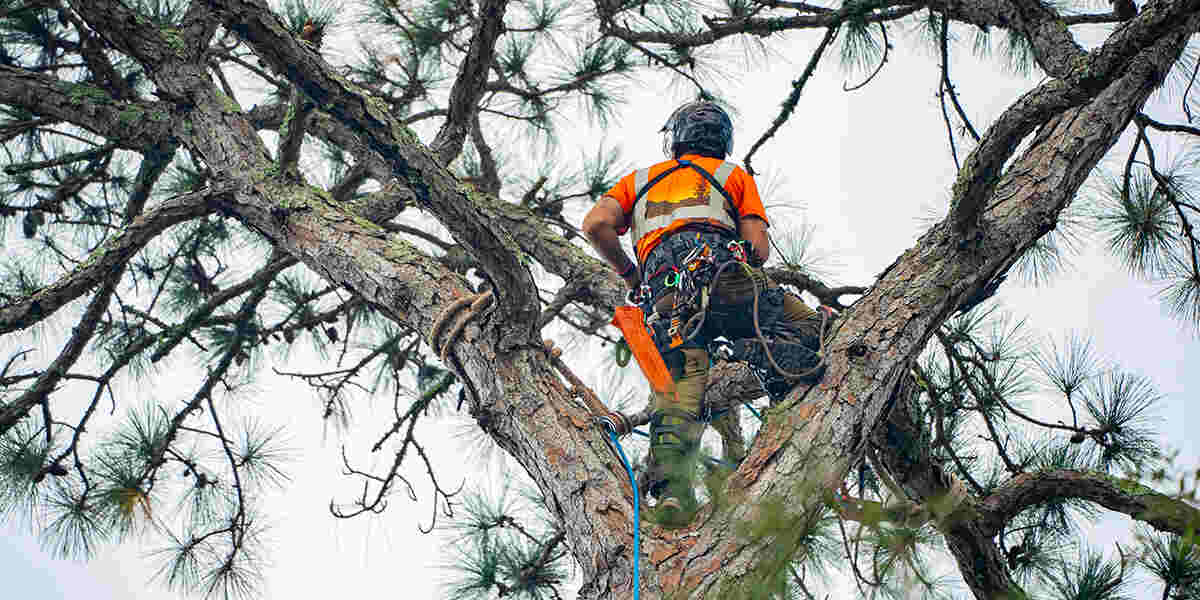 How to Trim Tall Trees in Destin and When to Call an Expert?
