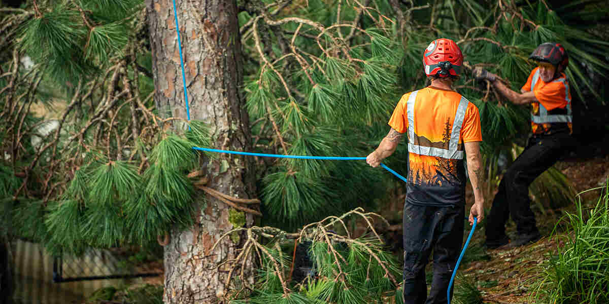 PartiallyUprooted Tree Should You Replant or Remove It?