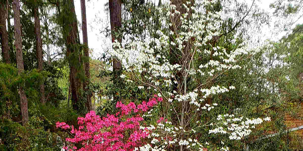 Tree Growing Zones What to Know About Hardiness Zone Map