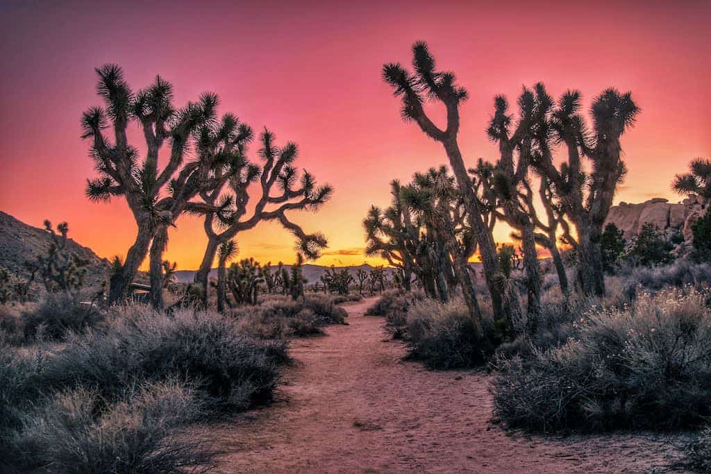 Take a Guided Tour of Desert Queen Ranch in Joshua Tree National Park