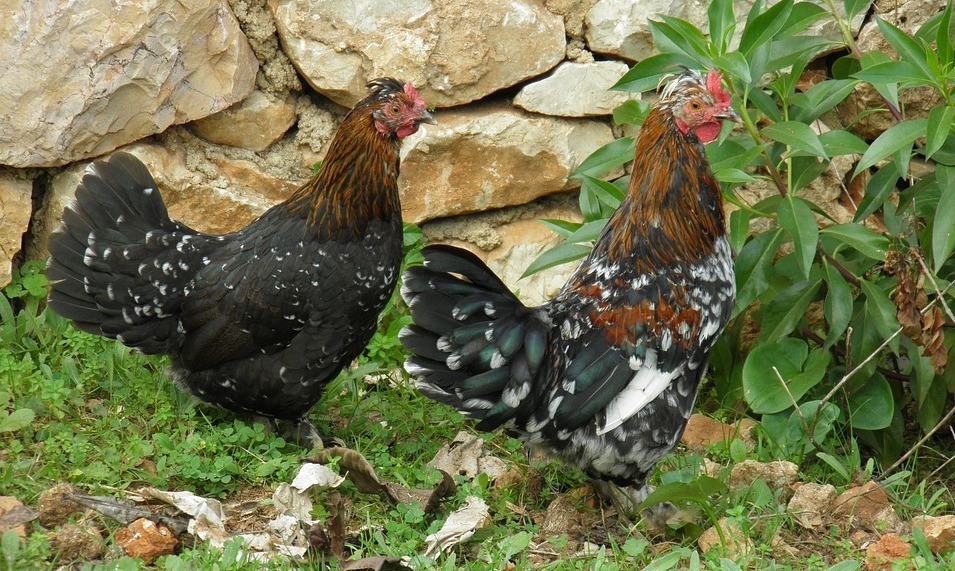 10 Best Egg Laying Chickens for Lots of Eggs Back Roads Living