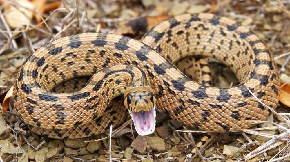 How to Repel Snakes Keep them Away Back Roads Living