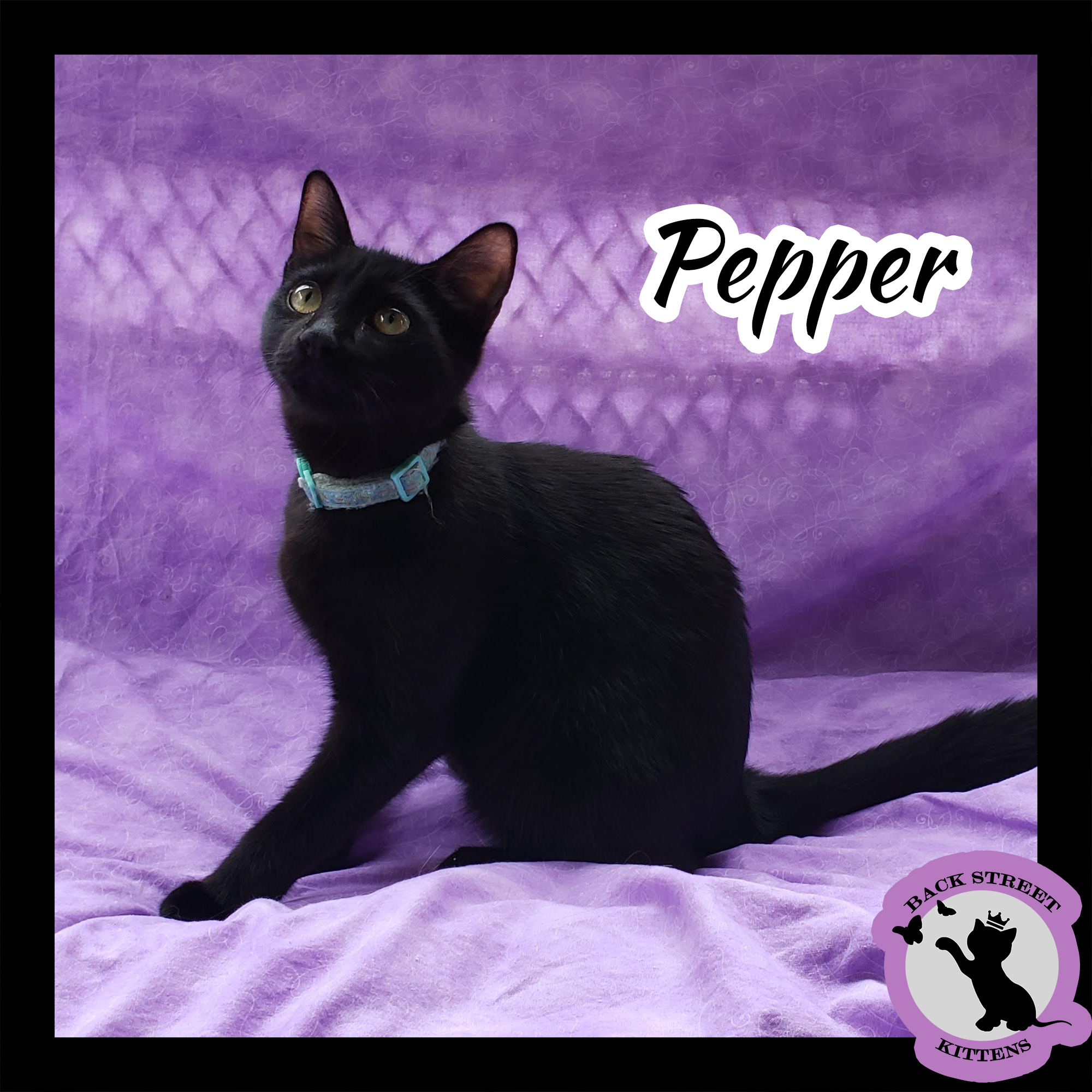 Pepper Back Street Kittens