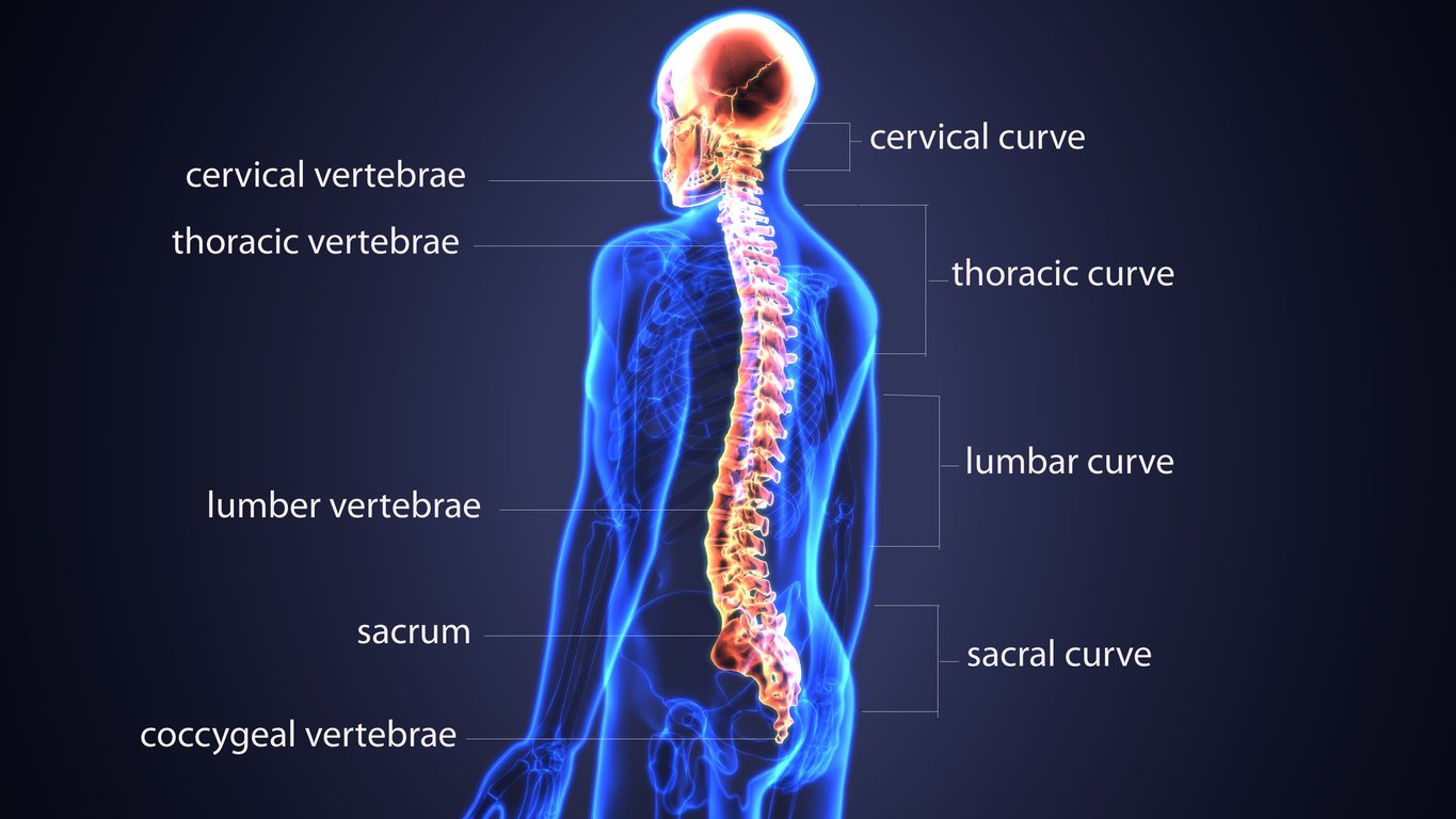 BACK INFORMATION Back To Life Chiropractic