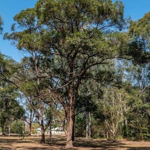 Tallowwood Flooring • Back To Timber's Wood Species Profile Series