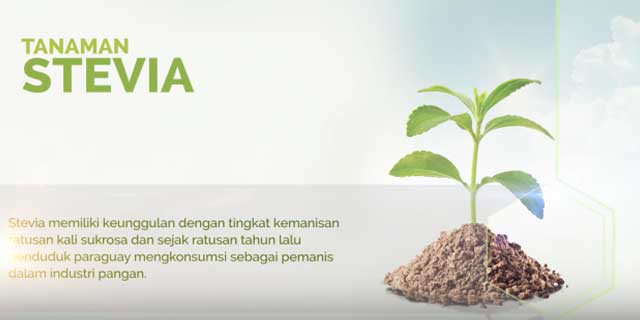 stevia