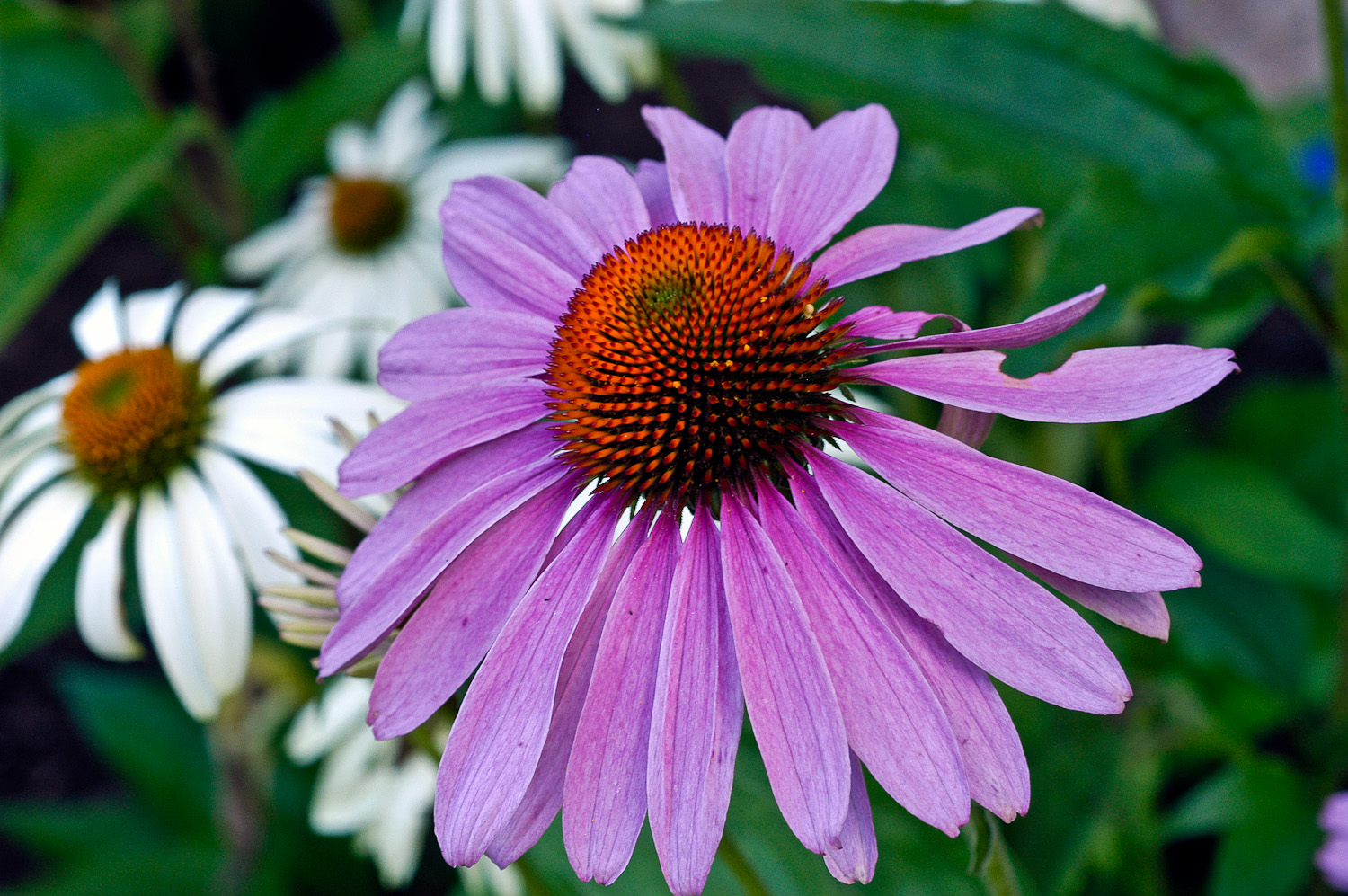 Purple flower Backward Glance