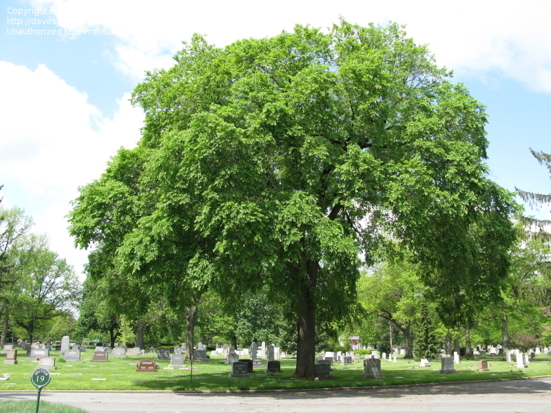 Slippery Elm (Ulmus fulva, Ulmus rubra) LONE PINE