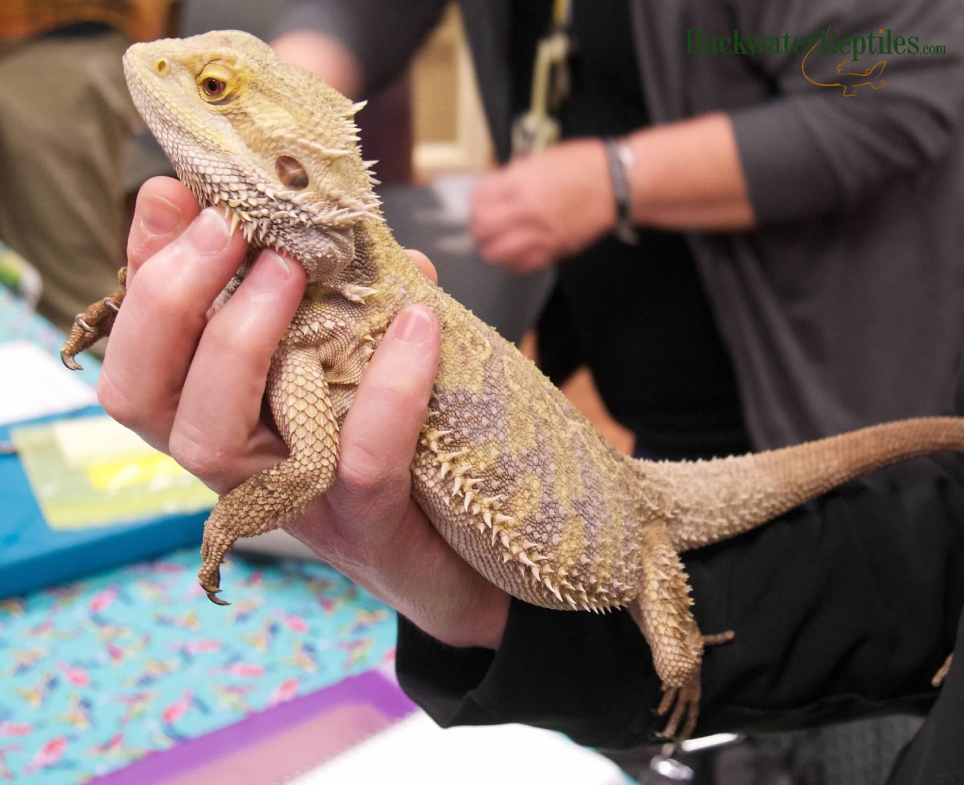 Best Pet Reptiles for Handling