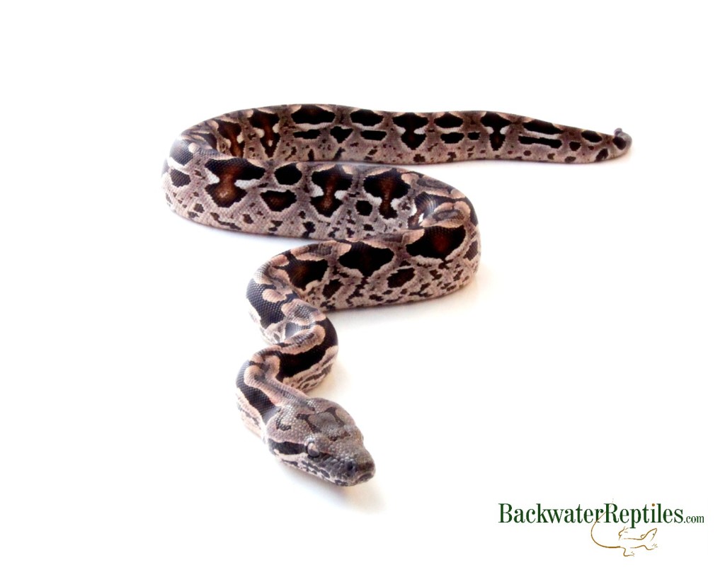 What reptiles give birth to live young?