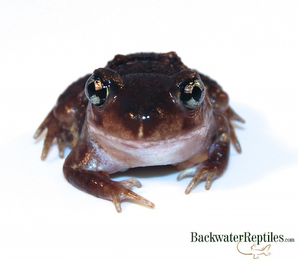 Whats the Difference Between Reptiles and Amphibians?
