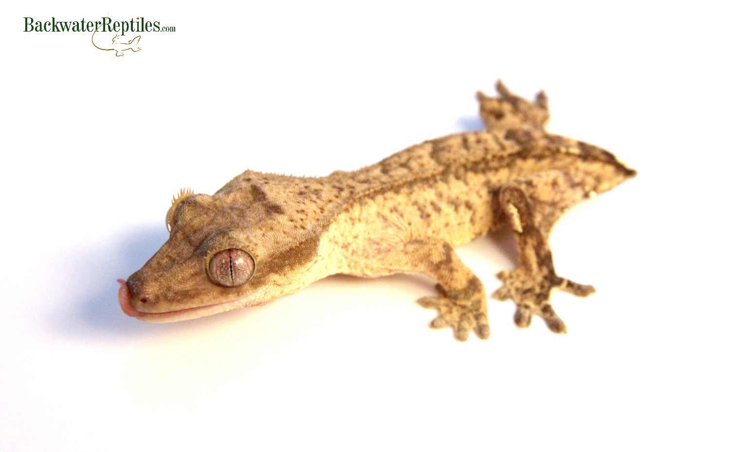 Frogbutt-Crested-Gecko - Backwater Reptiles Blog