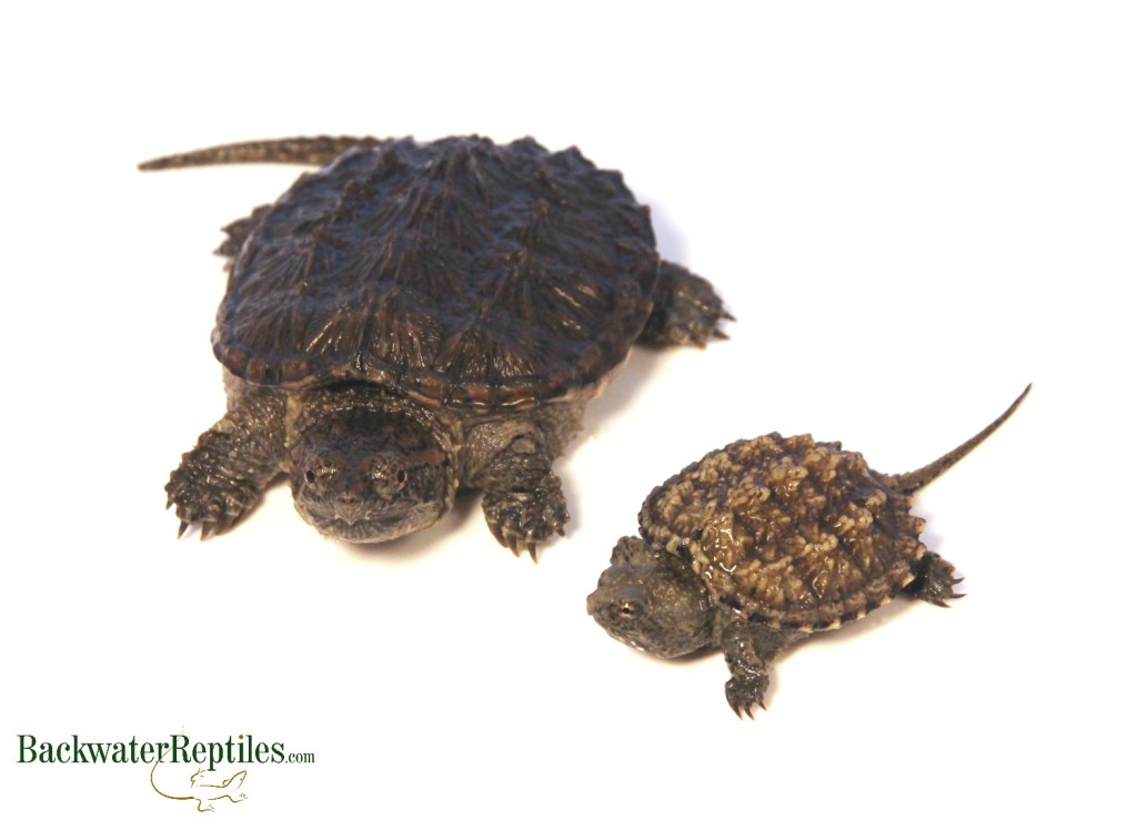 Common Snapping Turtle vs. Florida Snapping Turtle