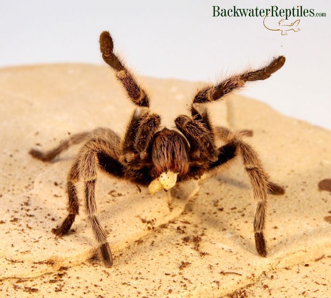 Importation Ban on Rose Hair Tarantulas