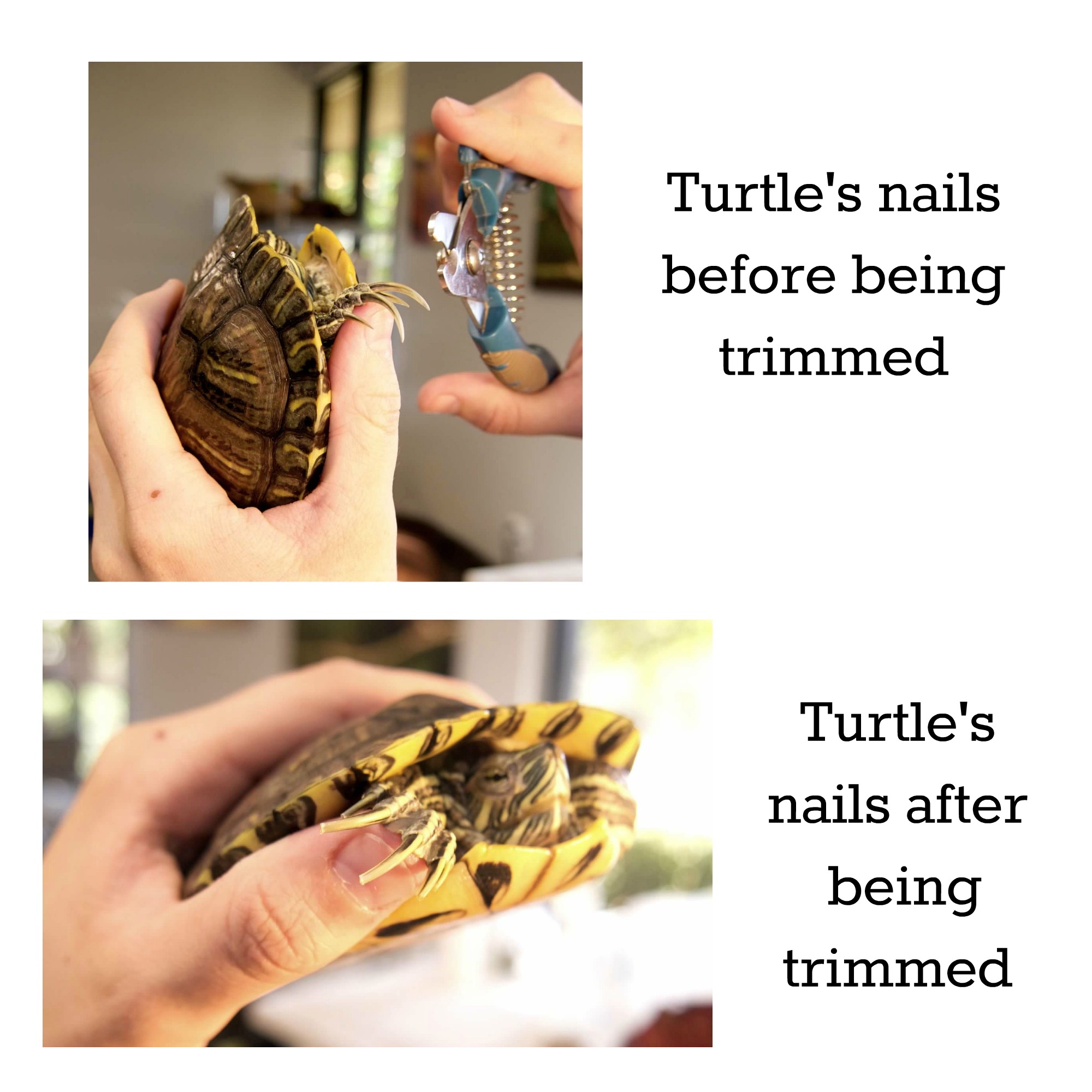 turtlenailtrimming Backwater Reptiles Blog