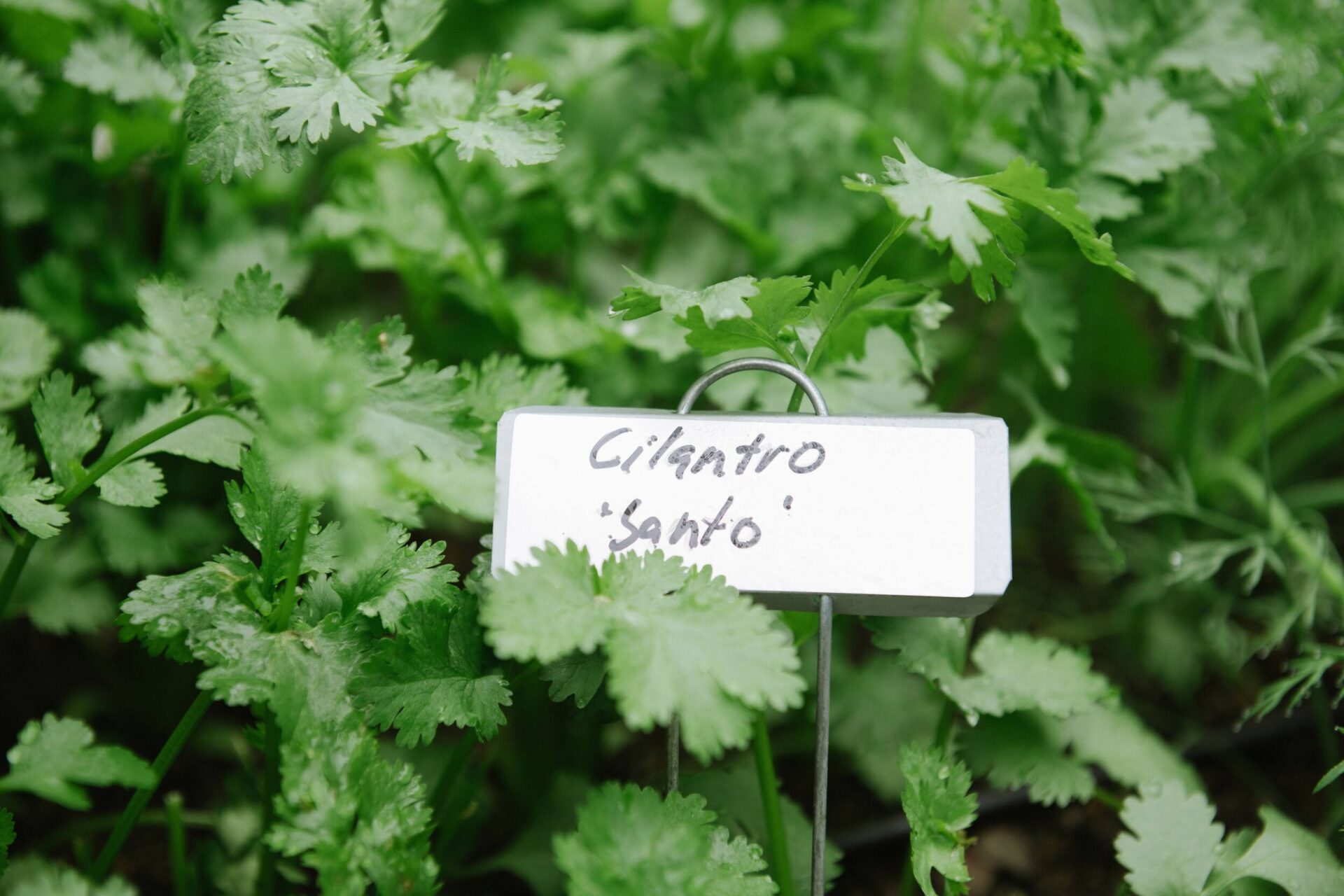How To Freeze Cilantro Backyard Eats