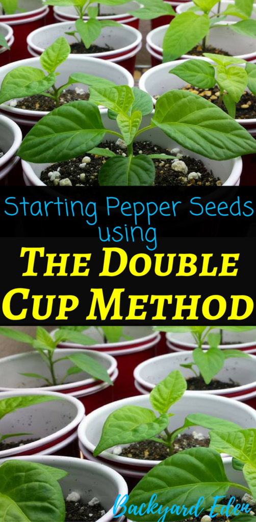 How to start pepper seeds The Double Cup Method Backyard Eden