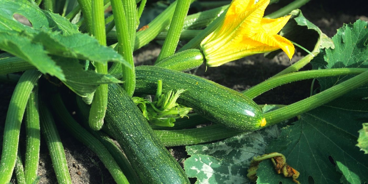 How to Grow Zucchini From Seed The Ultimate Guide Backyard Eden