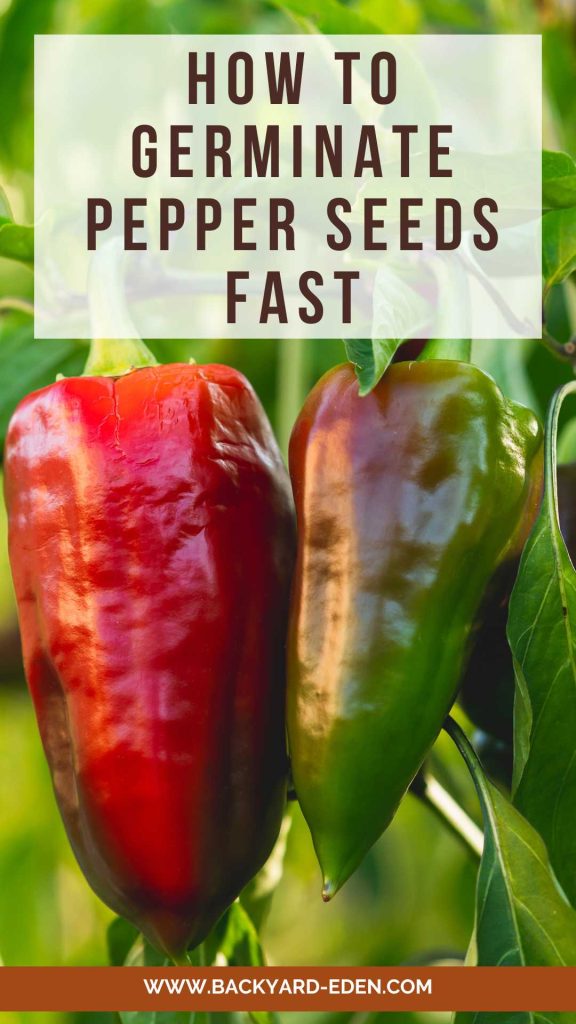 How To Germinate Pepper Seeds Fast (Easiest Method) Backyard Eden