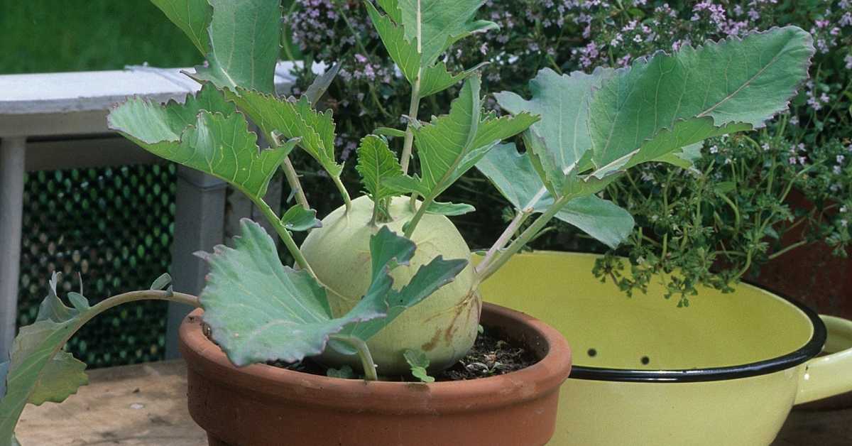 How to Grow Kohlrabi in Containers Things You Need To Know Backyard Eden