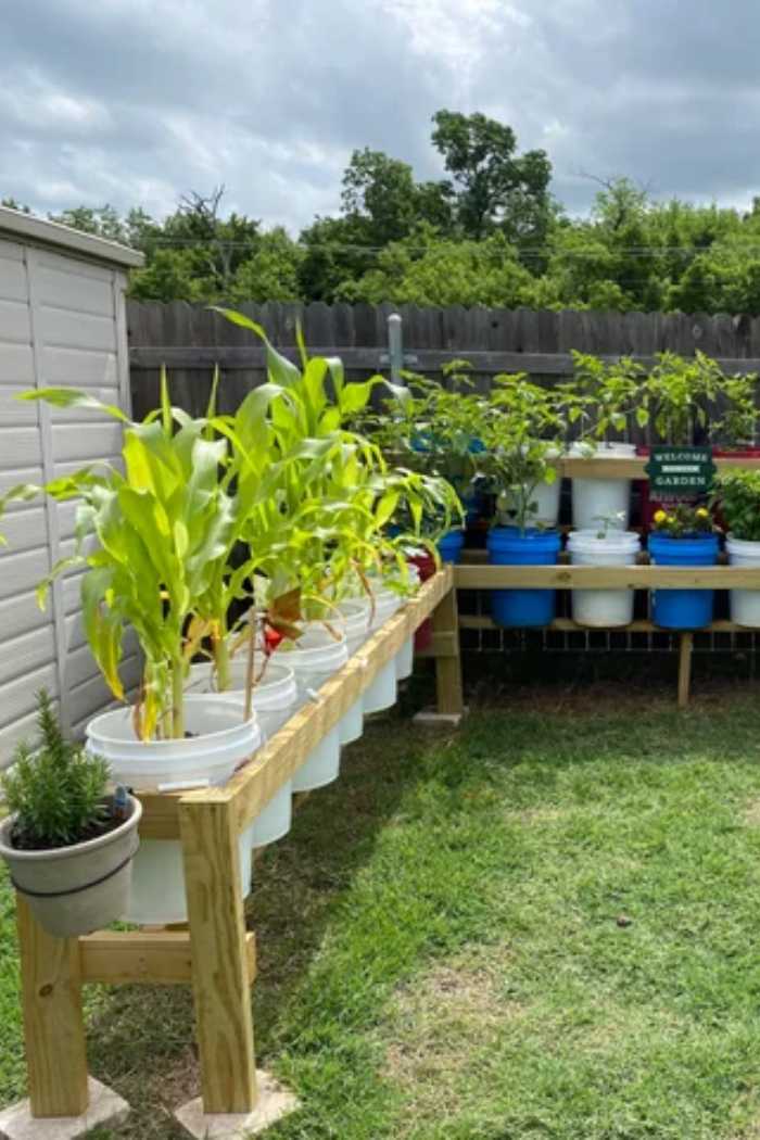 5 Gallon Bucket Garden Ideas Unique Ways To Grow Vegetables In 5