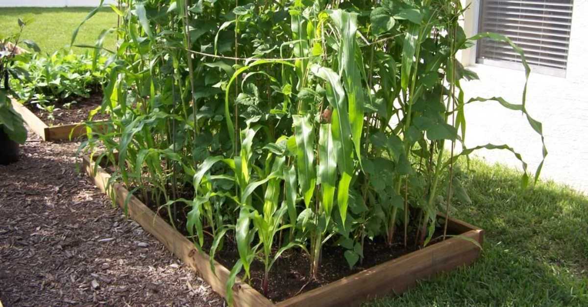 How To Grow Corn In Raised Beds Backyard Eden