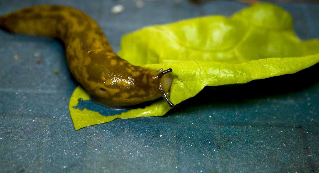 How to get rid of slugs naturally The Backyard Farmer