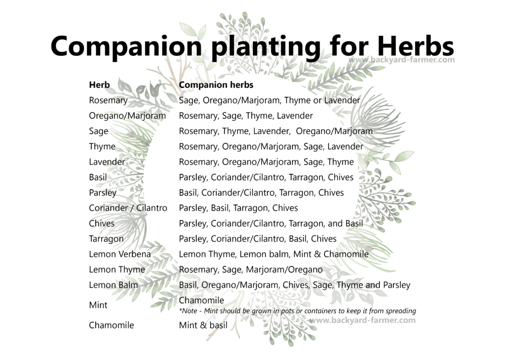 How to grow a Herb Garden for beginners The Backyard Farmer