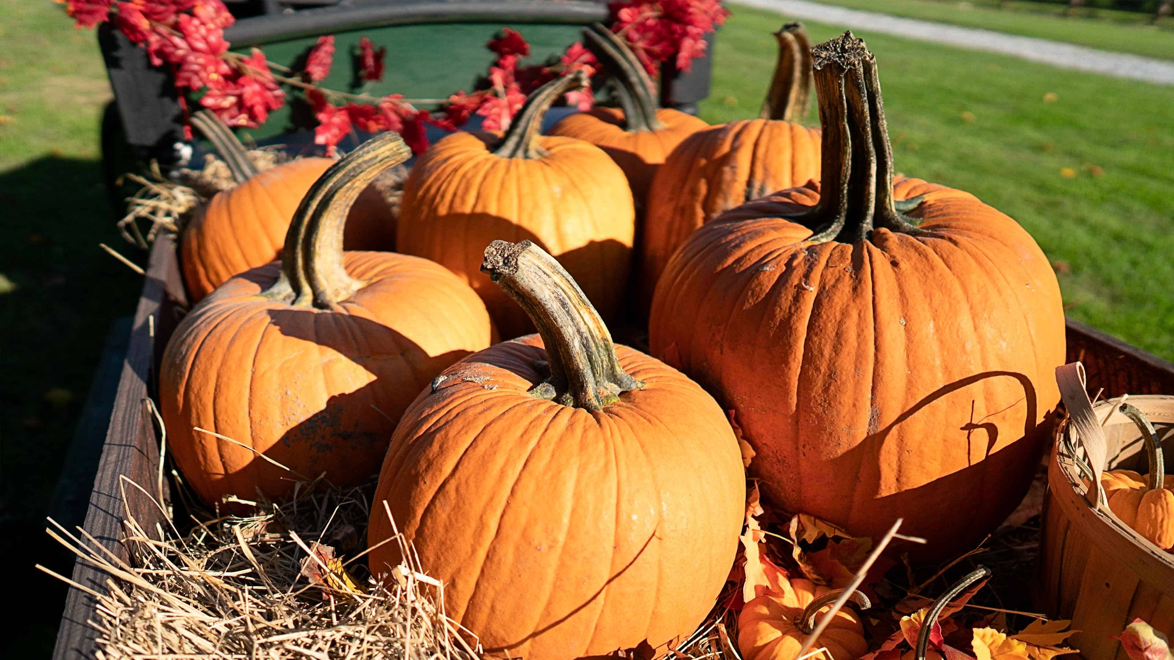 Halloween Activities for Rural Families Exmark's Backyard Life