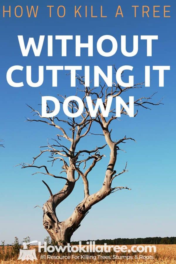 How To Kill A Tree Without Cutting It Down (3 Best Ways) BACKYARDABLES