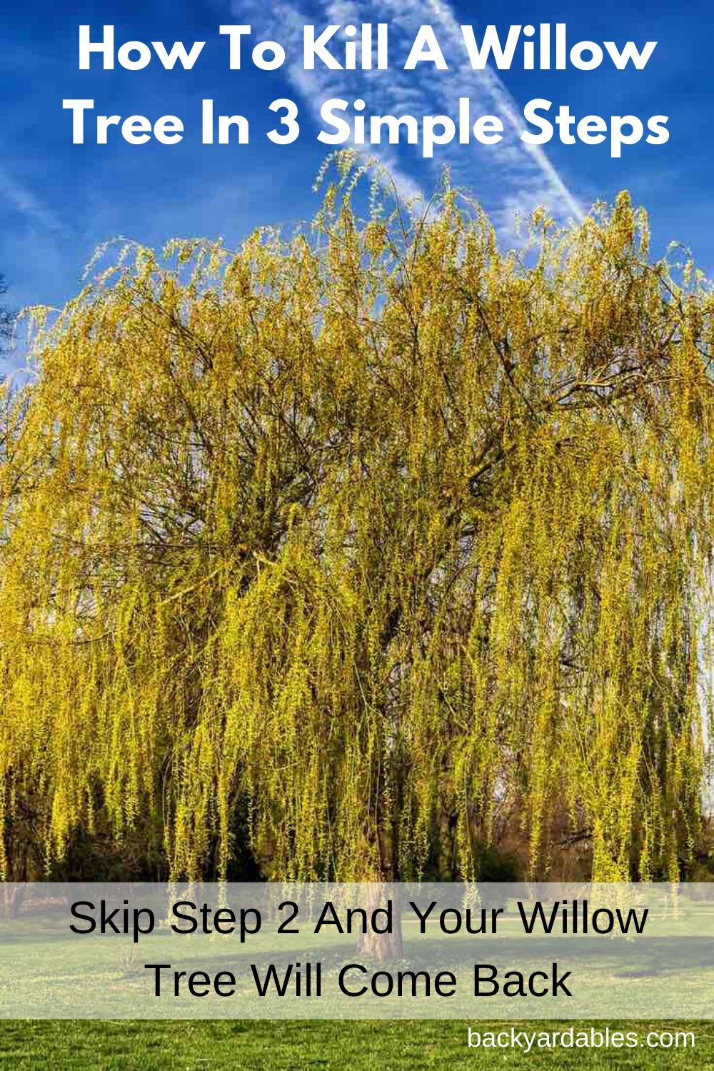 How To Kill A Willow Tree In 3 Simple Steps BACKYARDABLES