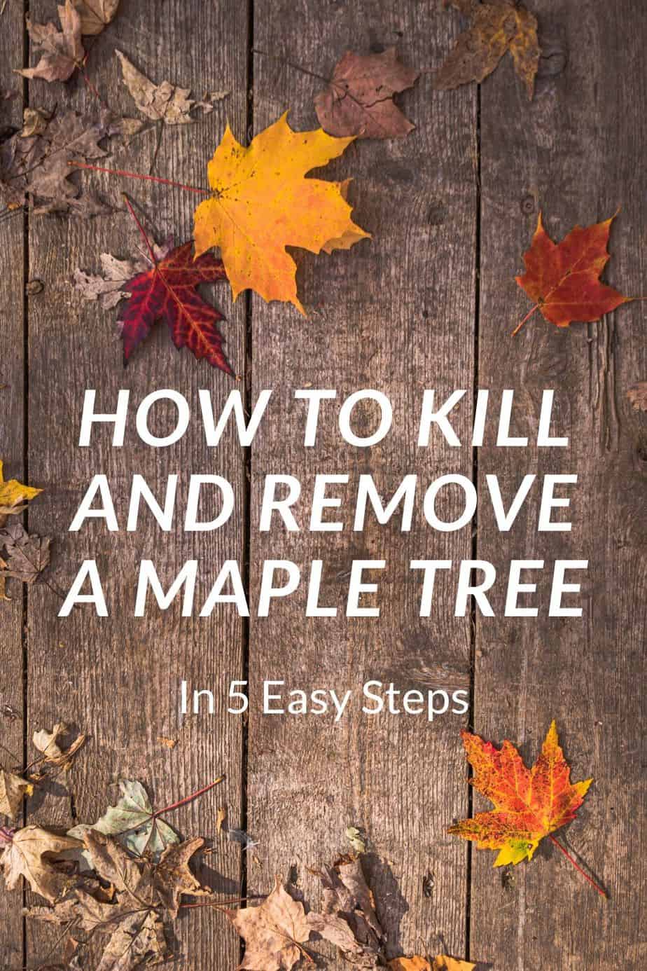 How to kill and remove a maple tree BACKYARDABLES