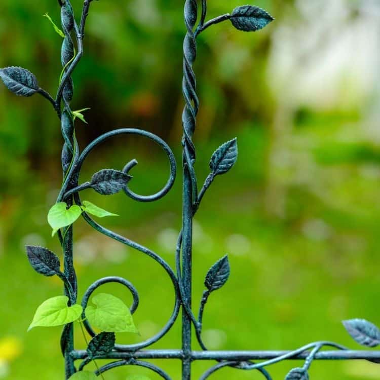 Do Metal Trellises Burn Plants? BACKYARDABLES