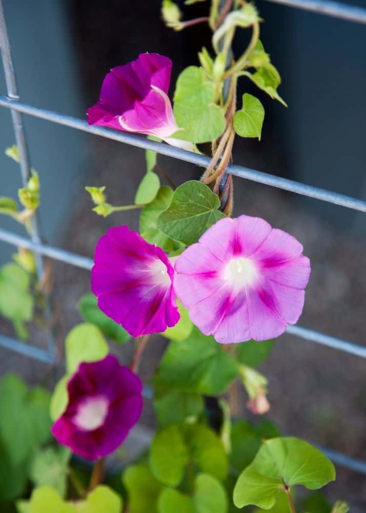 Do Metal Trellises Burn Plants? BACKYARDABLES