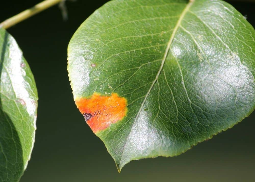 Do Metal Trellises Burn Plants? BACKYARDABLES