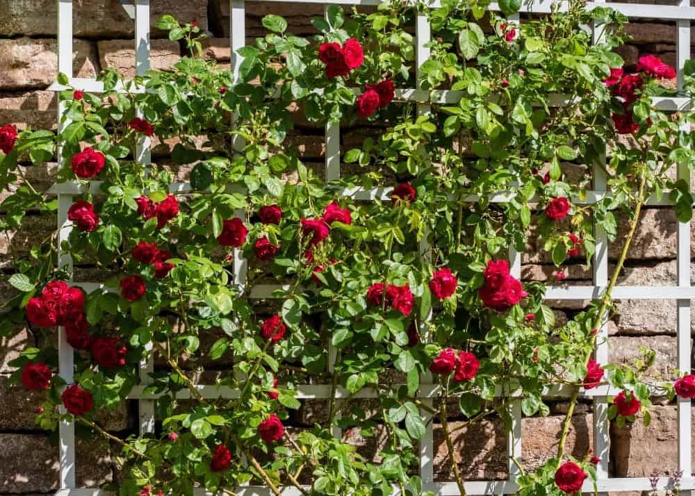 Do Metal Trellises Burn Plants? BACKYARDABLES