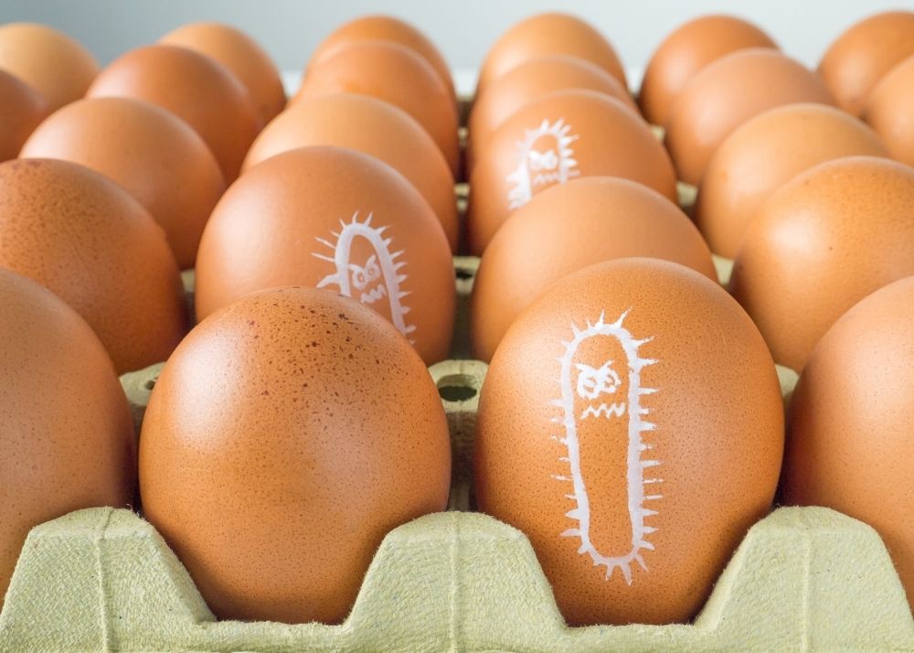 Do Chickens Have Salmonella? BACKYARDABLES