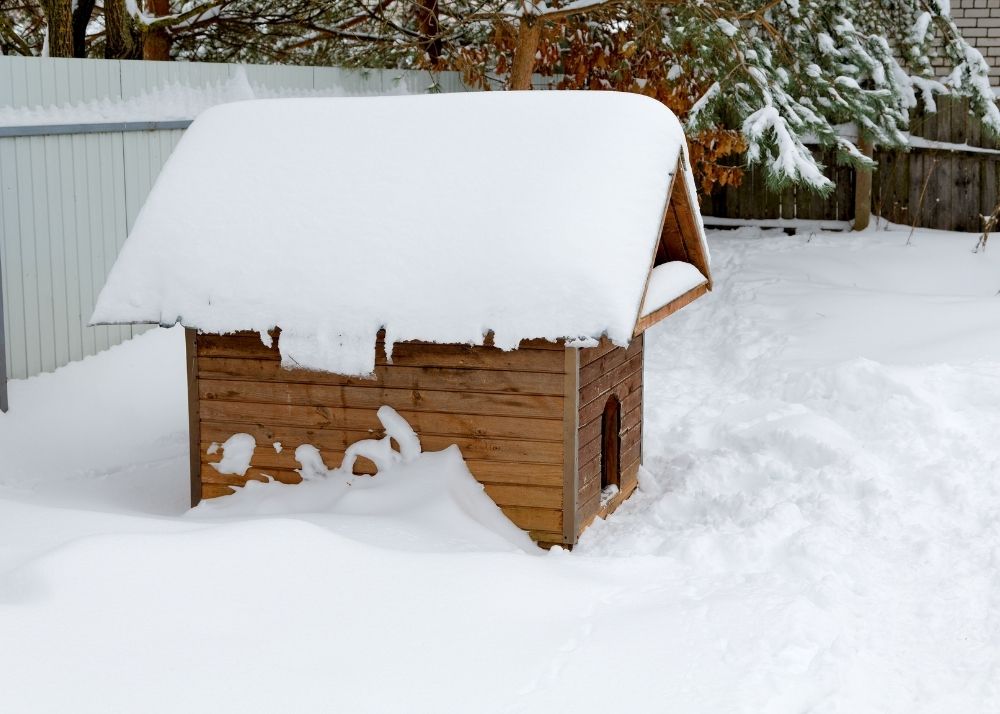 Can You Put Cedar Chips In A Dog House