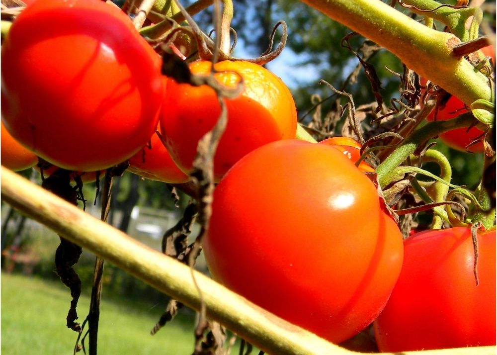 How To Winterize Your Tomato Plants BACKYARDABLES