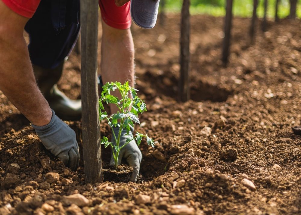 How To Winterize Your Tomato Plants BACKYARDABLES