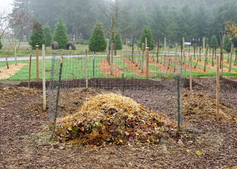 How To Winterize Your Tomato Plants BACKYARDABLES