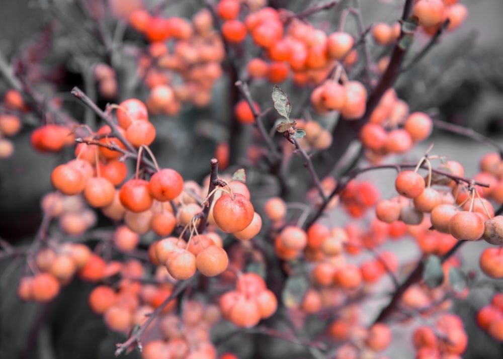 Top 8 Tips To Winterize Your Fruit Trees BACKYARDABLES