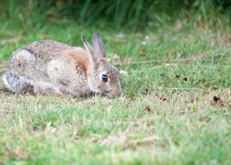 Top 7 Tips To Protect Your Shrubs From Rabbits During The Winter BACKYARDABLES