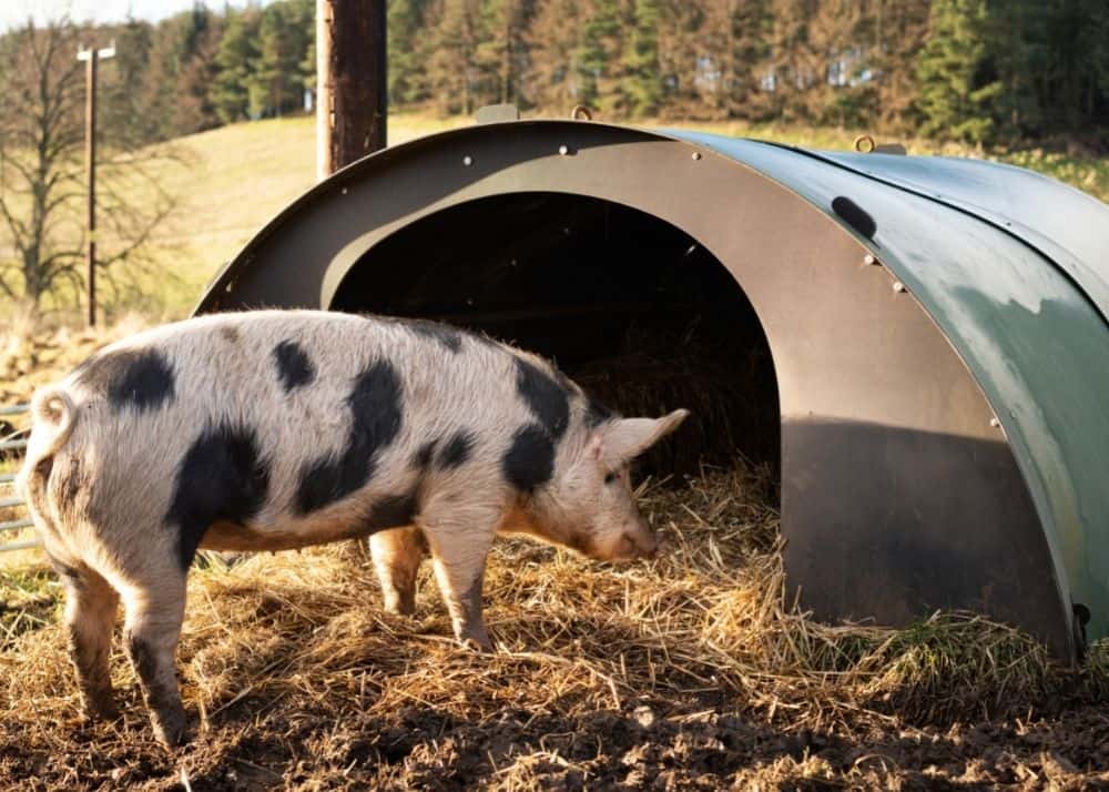 Tips 10 Tips For Raising Pigs BACKYARDABLES