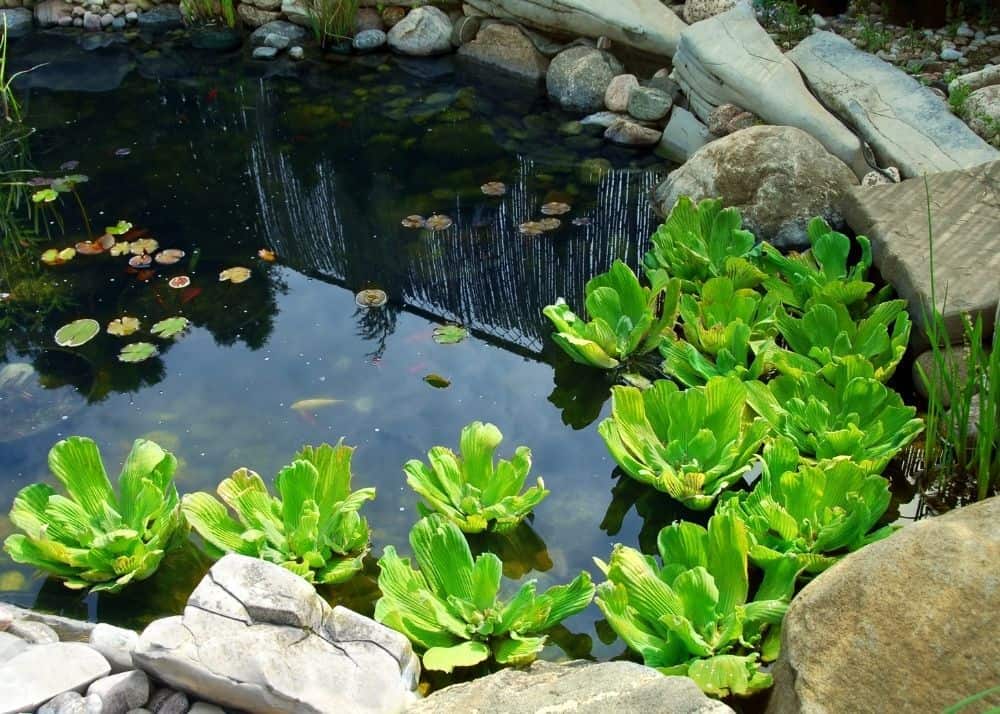 Top 8 Tips To Winterize Your Backyard Pond BACKYARDABLES
