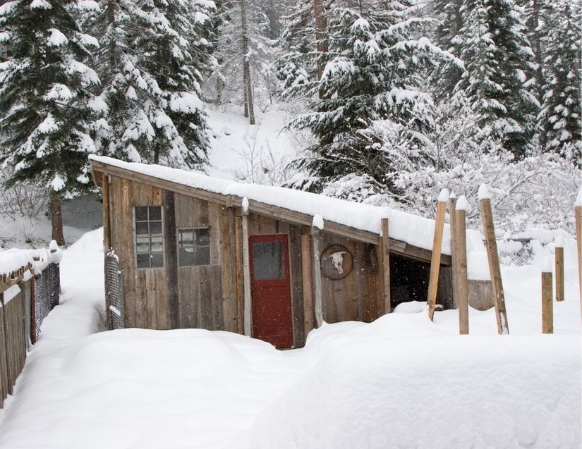 Top 14 Tips To Winterize Your Chickens BACKYARDABLES